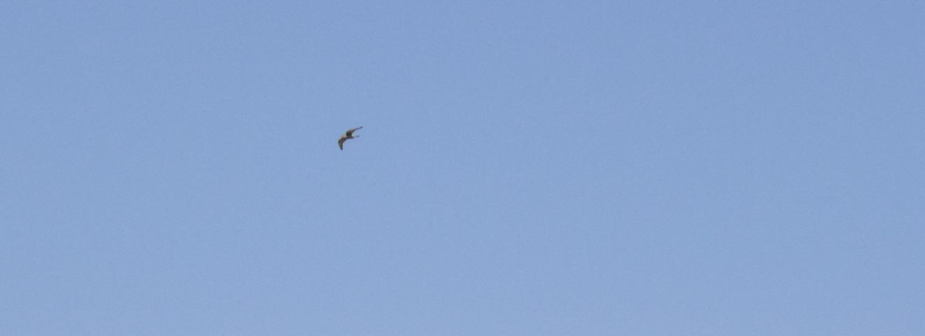 Falco peregrinus